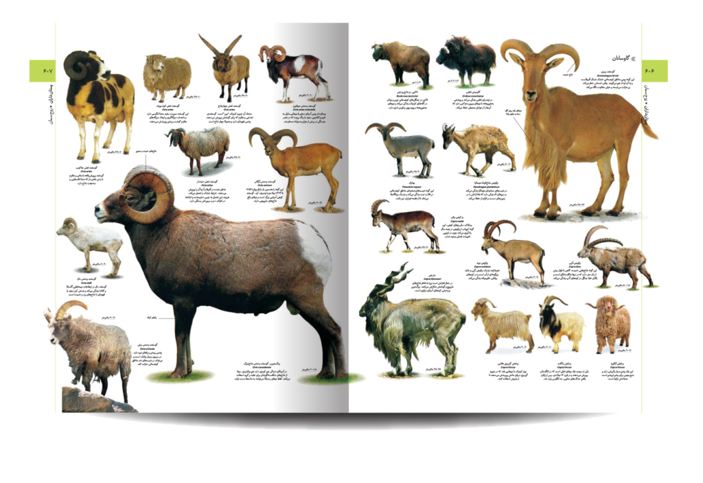 دایره المعارف مصور آفرینش