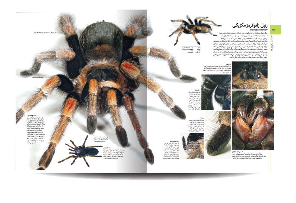 دایره المعارف مصور آفرینش